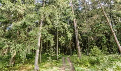 Лесной часток в КП Лесные зори