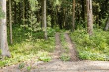 Лесной часток в КП Лесные зори