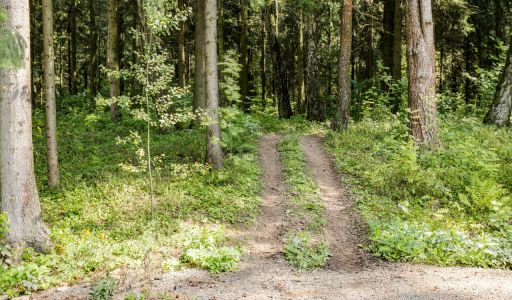 Лесной часток в КП Лесные зори