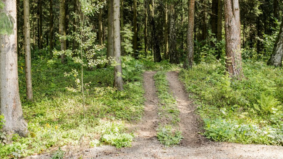 Лесной часток в КП Лесные зори