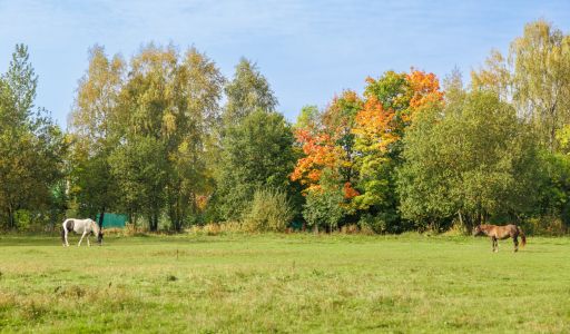 Мичуринец-2