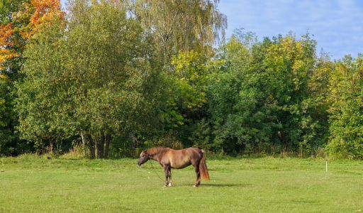 Мичуринец-2