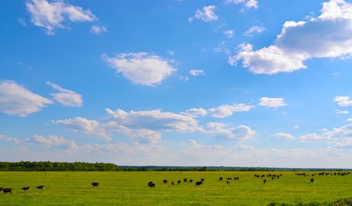 Участок в Александровке
