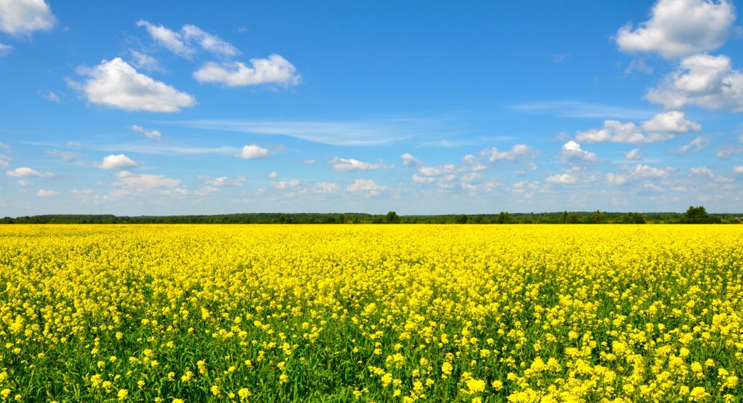 Александровка