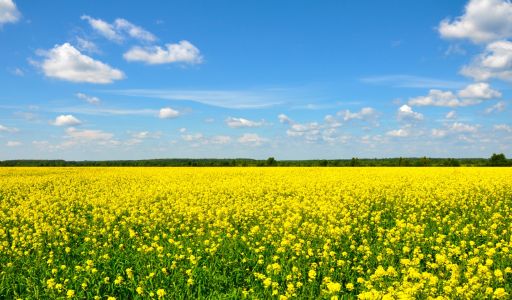 Александровка