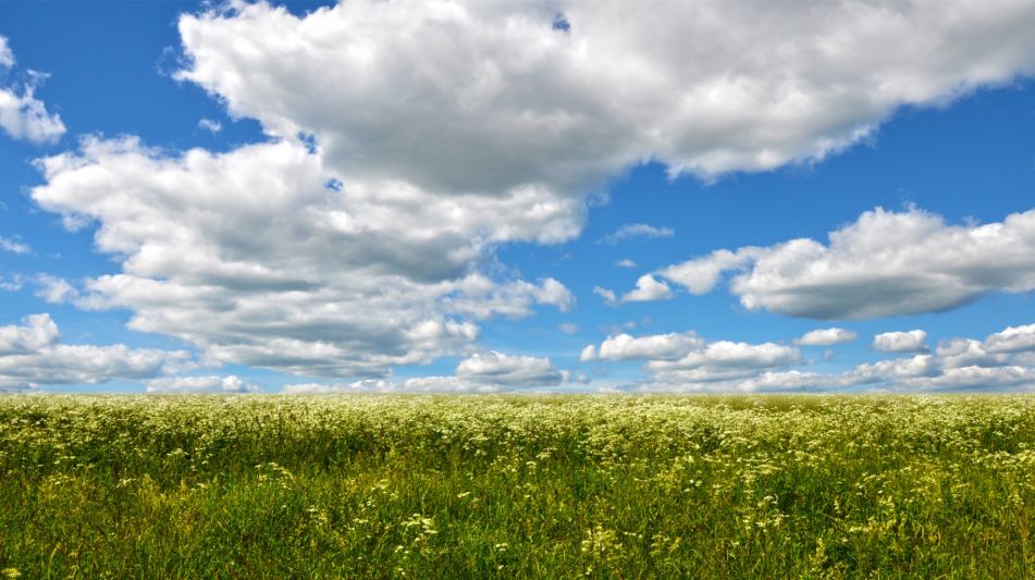 Участок в Александровке